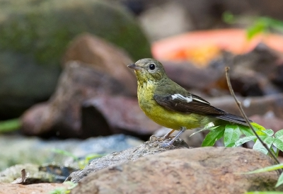 <i class='fa fa-user'></i>&nbsp;charlysax&nbsp;|   Groenrugvliegenvanger&nbsp; <i class='fa fa-eye'>&nbsp;172</i> &nbsp; <i class='fa fa-comment-o'>&nbsp;2</i>