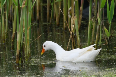 <i class='fa fa-user'></i>&nbsp;Rob Belterman&nbsp;|   Waterhoen&nbsp; <i class='fa fa-eye'>&nbsp;434</i> &nbsp;<i class='fa fa-thumbs-up'>&nbsp;3</i> &nbsp; <i class='fa fa-comment-o'>&nbsp;11</i>