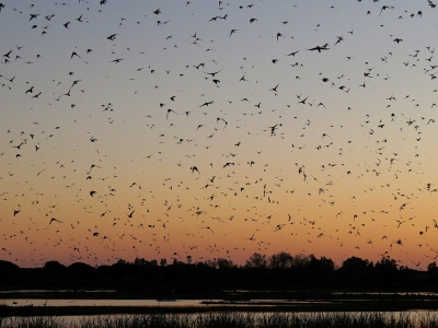 <i class='fa fa-user'></i>&nbsp;sieb&nbsp;|   Oeverzwaluw&nbsp; <i class='fa fa-eye'>&nbsp;412</i> &nbsp;<i class='fa fa-thumbs-up'>&nbsp;10</i> &nbsp; <i class='fa fa-comment-o'>&nbsp;14</i>