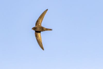 Eerste pogingen om met de nieuwe versie van de Tamron 150-600mm vogels in vlucht te fotograferen. Met een langzaam ondergaande zon lukte toch het om een redelijk scherpe foto van deze Gierzwaluw te maken. Een ware sport om ze in je zoeker te krijgen n te houden.