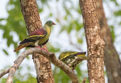 <i class='fa fa-user'></i>&nbsp;charlysax&nbsp;|   Dikbekpapegaaiduif&nbsp; <i class='fa fa-eye'>&nbsp;227</i> &nbsp; <i class='fa fa-comment-o'>&nbsp;5</i>