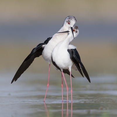 <i class='fa fa-user'></i>&nbsp;Eric van Roon&nbsp;|   Steltkluut&nbsp; <i class='fa fa-eye'>&nbsp;666</i> &nbsp;<i class='fa fa-thumbs-up'>&nbsp;28</i> &nbsp; <i class='fa fa-comment-o'>&nbsp;18</i>