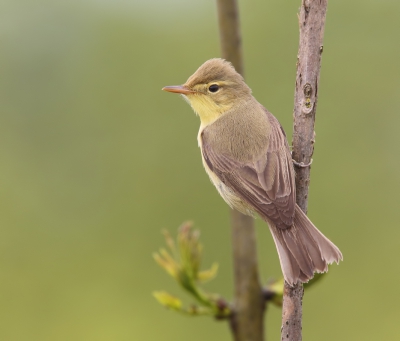 <i class='fa fa-user'></i>&nbsp;loek van de Leur&nbsp;|   Orpheusspotvogel&nbsp; <i class='fa fa-eye'>&nbsp;365</i> &nbsp;<i class='fa fa-thumbs-up'>&nbsp;2</i> &nbsp; <i class='fa fa-comment-o'>&nbsp;9</i>