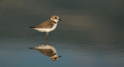 <i class='fa fa-user'></i>&nbsp;Leo Tukker&nbsp;|   Strandplevier&nbsp; <i class='fa fa-eye'>&nbsp;375</i> &nbsp;<i class='fa fa-thumbs-up'>&nbsp;3</i> &nbsp; <i class='fa fa-comment-o'>&nbsp;9</i>