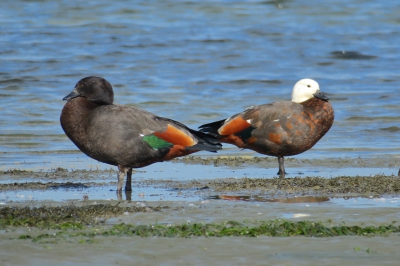 <i class='fa fa-user'></i>&nbsp;Ian Borwell&nbsp;|   Paradijscasarca&nbsp; <i class='fa fa-eye'>&nbsp;274</i> &nbsp; <i class='fa fa-comment-o'>&nbsp;1</i>