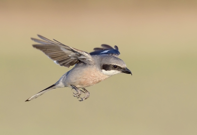 <i class='fa fa-user'></i>&nbsp;Henk Laverman&nbsp;|   Iberische Klapekster&nbsp; <i class='fa fa-eye'>&nbsp;578</i> &nbsp;<i class='fa fa-thumbs-up'>&nbsp;20</i> &nbsp; <i class='fa fa-comment-o'>&nbsp;16</i>