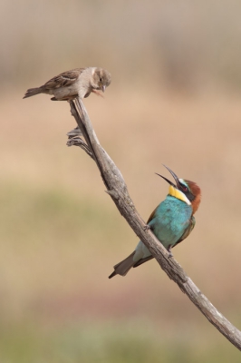 Gelukkig veel bijeneters kunnen fotograferen op Lesbos. Deze was duidelijk niet blij met zijn krabbende buurman.