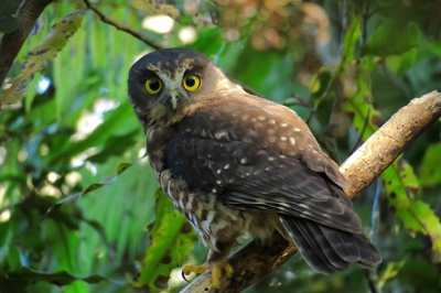 <i class='fa fa-user'></i>&nbsp;Ian Borwell&nbsp;|   Nieuw-Zeelandse Boeboekuil&nbsp; <i class='fa fa-eye'>&nbsp;283</i> &nbsp; <i class='fa fa-comment-o'>&nbsp;5</i>