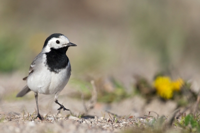 <i class='fa fa-user'></i>&nbsp;Bouke Atema&nbsp;|   Witte Kwikstaart&nbsp; <i class='fa fa-eye'>&nbsp;236</i> &nbsp;<i class='fa fa-thumbs-up'>&nbsp;1</i> &nbsp; <i class='fa fa-comment-o'>&nbsp;1</i>