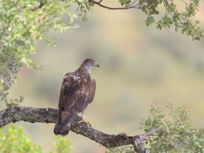 <i class='fa fa-user'></i>&nbsp;Henk Laverman&nbsp;|   Havikarend&nbsp; <i class='fa fa-eye'>&nbsp;558</i> &nbsp;<i class='fa fa-thumbs-up'>&nbsp;7</i> &nbsp; <i class='fa fa-comment-o'>&nbsp;14</i>