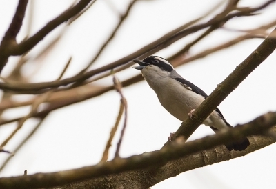 <i class='fa fa-user'></i>&nbsp;charlysax&nbsp;|   Blyths Klauwiertimalia&nbsp; <i class='fa fa-eye'>&nbsp;179</i> &nbsp; <i class='fa fa-comment-o'>&nbsp;1</i>