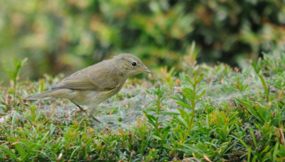 Bij het uitzoeken van mijn foto's (tja, ik loop erg achter) kwam ik ook deze tegen. Geen fotografisch hoogstandje, maar ik ben wel beniuwd wat voor vogel het is.
Weet iemand het? Is het gewoon een tjiftjaf? Geluid maakte hij op dat moment niet.