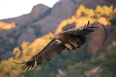 <i class='fa fa-user'></i>&nbsp;ron entius&nbsp;|   Vale Gier&nbsp; <i class='fa fa-eye'>&nbsp;391</i> &nbsp;<i class='fa fa-thumbs-up'>&nbsp;3</i> &nbsp; <i class='fa fa-comment-o'>&nbsp;4</i>