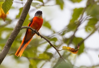 <i class='fa fa-user'></i>&nbsp;charlysax&nbsp;|   Grijskeelmenievogel&nbsp; <i class='fa fa-eye'>&nbsp;169</i> &nbsp;<i class='fa fa-thumbs-up'>&nbsp;1</i> &nbsp; <i class='fa fa-comment-o'>&nbsp;2</i>