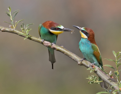 <i class='fa fa-user'></i>&nbsp;Alfred Berkhof&nbsp;|   Bijeneter&nbsp; <i class='fa fa-eye'>&nbsp;359</i> &nbsp;<i class='fa fa-thumbs-up'>&nbsp;7</i> &nbsp; <i class='fa fa-comment-o'>&nbsp;9</i>