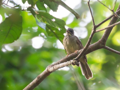 <i class='fa fa-user'></i>&nbsp;Paul van Giersbergen&nbsp;|   Geelbaardbuulbuul&nbsp; <i class='fa fa-eye'>&nbsp;217</i> &nbsp; <i class='fa fa-comment-o'>&nbsp;1</i>