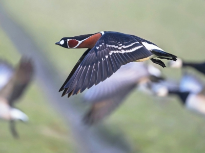 <i class='fa fa-user'></i>&nbsp;Bert Ooms&nbsp;|   Roodhalsgans&nbsp; <i class='fa fa-eye'>&nbsp;404</i> &nbsp;<i class='fa fa-thumbs-up'>&nbsp;2</i> &nbsp; <i class='fa fa-comment-o'>&nbsp;7</i>