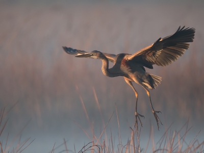 <i class='fa fa-user'></i>&nbsp;Bert Snijder&nbsp;|   Purperreiger&nbsp; <i class='fa fa-eye'>&nbsp;462</i> &nbsp;<i class='fa fa-thumbs-up'>&nbsp;2</i> &nbsp; <i class='fa fa-comment-o'>&nbsp;4</i>