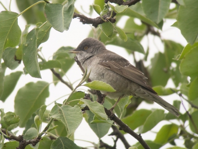 <i class='fa fa-user'></i>&nbsp;Marcel van der Tol&nbsp;|   Sperwergrasmus&nbsp; <i class='fa fa-eye'>&nbsp;244</i> &nbsp; <i class='fa fa-comment-o'>&nbsp;0</i>