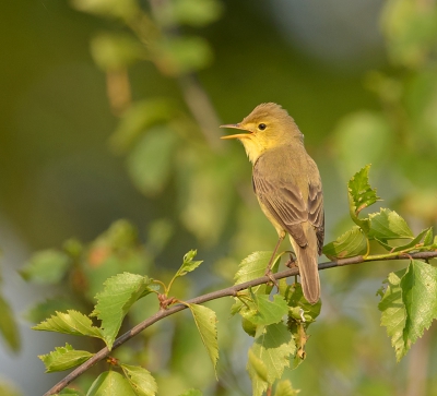 <i class='fa fa-user'></i>&nbsp;Jakob Keun&nbsp;|   Orpheusspotvogel&nbsp; <i class='fa fa-eye'>&nbsp;762</i> &nbsp;<i class='fa fa-thumbs-up'>&nbsp;3</i> &nbsp; <i class='fa fa-comment-o'>&nbsp;5</i>