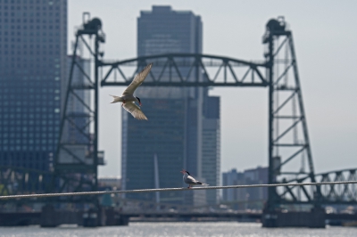 <i class='fa fa-user'></i>&nbsp;Peter Stam&nbsp;|   Visdief&nbsp; <i class='fa fa-eye'>&nbsp;346</i> &nbsp;<i class='fa fa-thumbs-up'>&nbsp;3</i> &nbsp; <i class='fa fa-comment-o'>&nbsp;9</i>