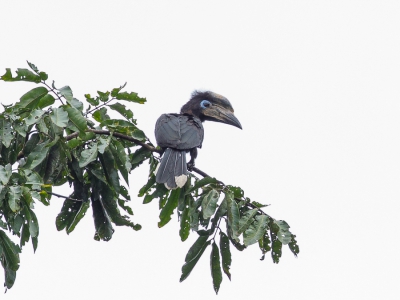 <i class='fa fa-user'></i>&nbsp;Paul van Giersbergen&nbsp;|   Blauwkeelneushoornvogel&nbsp; <i class='fa fa-eye'>&nbsp;280</i> &nbsp;<i class='fa fa-thumbs-up'>&nbsp;2</i> &nbsp; <i class='fa fa-comment-o'>&nbsp;1</i>