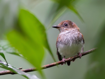<i class='fa fa-user'></i>&nbsp;Paul van Giersbergen&nbsp;|   Witstuitlelvliegenvanger&nbsp; <i class='fa fa-eye'>&nbsp;253</i> &nbsp;<i class='fa fa-thumbs-up'>&nbsp;1</i> &nbsp; <i class='fa fa-comment-o'>&nbsp;3</i>