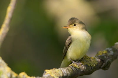 <i class='fa fa-user'></i>&nbsp;Peter Boltjes&nbsp;|   Spotvogel&nbsp; <i class='fa fa-eye'>&nbsp;286</i> &nbsp; <i class='fa fa-comment-o'>&nbsp;5</i>