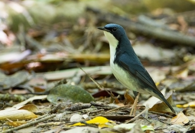 <i class='fa fa-user'></i>&nbsp;charlysax&nbsp;|   Blauwe Nachtegaal&nbsp; <i class='fa fa-eye'>&nbsp;197</i> &nbsp; <i class='fa fa-comment-o'>&nbsp;4</i>