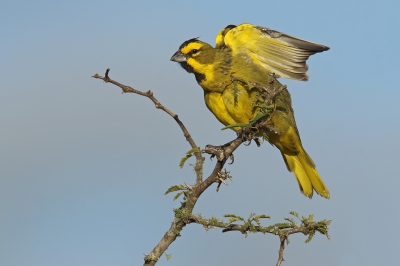 <i class='fa fa-user'></i>&nbsp;Martjan Lammertink&nbsp;|   Groene Kardinaal&nbsp; <i class='fa fa-eye'>&nbsp;272</i> &nbsp;<i class='fa fa-thumbs-up'>&nbsp;1</i> &nbsp; <i class='fa fa-comment-o'>&nbsp;3</i>