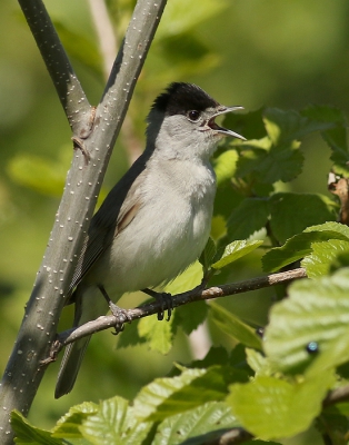 <i class='fa fa-user'></i>&nbsp;Ren�e en George&nbsp;|   Zwartkop&nbsp; <i class='fa fa-eye'>&nbsp;208</i> &nbsp; <i class='fa fa-comment-o'>&nbsp;2</i>