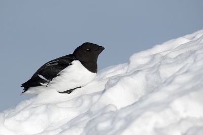 <i class='fa fa-user'></i>&nbsp;Lesley van Loo&nbsp;|   Kleine Alk&nbsp; <i class='fa fa-eye'>&nbsp;250</i> &nbsp; <i class='fa fa-comment-o'>&nbsp;7</i>