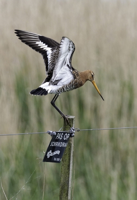 Vlakbij de vogelkijkhut Sylkajt zette ik mijn auto even langs de weg en kon bij toeval met mijn camera een grutto 'vangen', die n trachtte op een smal paaltje te landen n (naar het leek) de strekking van de tekst op het aldaar aanwezige bordje inschatte.