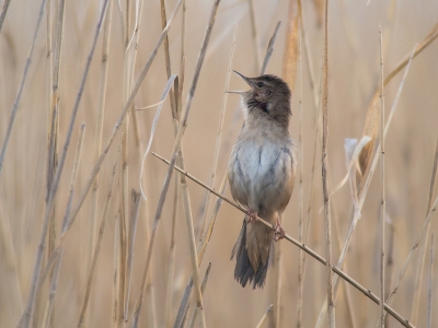 <i class='fa fa-user'></i>&nbsp;Marcel van der Tol&nbsp;|   Snor&nbsp; <i class='fa fa-eye'>&nbsp;464</i> &nbsp;<i class='fa fa-thumbs-up'>&nbsp;1</i> &nbsp; <i class='fa fa-comment-o'>&nbsp;9</i>