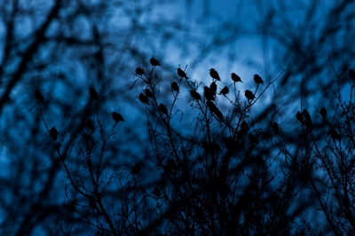 de zon ging dezelfde minuut onder, dus het blauwe uurtje brak aan. een groepje spreeuwen zat in een boom, en op de voorgrond stond ook een boom, daar heb ik doorheen gefotografeerd, en door het witbalans wat blauwer te zetten rolde dit beeld uit de camera.