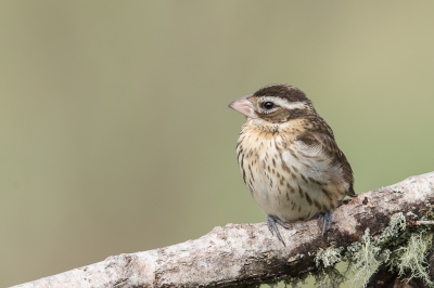 <i class='fa fa-user'></i>&nbsp;jan Luit&nbsp;|   Roodborstkardinaal&nbsp; <i class='fa fa-eye'>&nbsp;295</i> &nbsp;<i class='fa fa-thumbs-up'>&nbsp;3</i> &nbsp; <i class='fa fa-comment-o'>&nbsp;8</i>