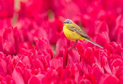 <i class='fa fa-user'></i>&nbsp;Jakob Keun&nbsp;|   Gele Kwikstaart&nbsp; <i class='fa fa-eye'>&nbsp;213</i> &nbsp;<i class='fa fa-thumbs-up'>&nbsp;6</i> &nbsp; <i class='fa fa-comment-o'>&nbsp;10</i>