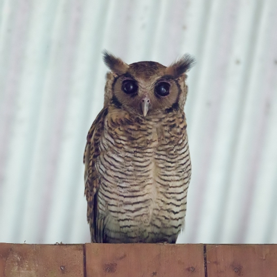 <i class='fa fa-user'></i>&nbsp;Paul van Giersbergen&nbsp;|   Kleine Oehoe&nbsp; <i class='fa fa-eye'>&nbsp;321</i> &nbsp; <i class='fa fa-comment-o'>&nbsp;3</i>