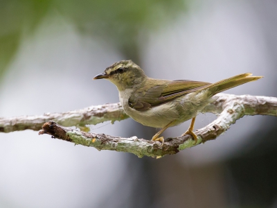 <i class='fa fa-user'></i>&nbsp;Paul van Giersbergen&nbsp;|   Hylia&nbsp; <i class='fa fa-eye'>&nbsp;234</i> &nbsp; <i class='fa fa-comment-o'>&nbsp;2</i>