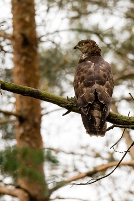 Deze Wespendief zat uit het niets op zo'n 30 meter voor de vogelhut bij Schaarsbergen. Vlug van lens gewisseld en deze foto kunnen maken.