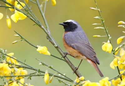 <i class='fa fa-user'></i>&nbsp;Gejo Wassink&nbsp;|   Gekraagde Roodstaart&nbsp; <i class='fa fa-eye'>&nbsp;224</i> &nbsp;<i class='fa fa-thumbs-up'>&nbsp;7</i> &nbsp; <i class='fa fa-comment-o'>&nbsp;10</i>