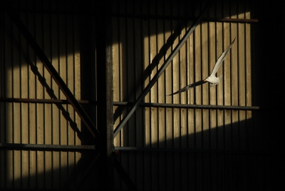 <i class='fa fa-user'></i>&nbsp;Fons Hoiting&nbsp;|   Kleine Mantelmeeuw&nbsp; <i class='fa fa-eye'>&nbsp;319</i> &nbsp;<i class='fa fa-thumbs-up'>&nbsp;11</i> &nbsp; <i class='fa fa-comment-o'>&nbsp;17</i>