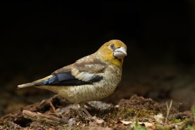 Deze jonge appelvink scharrelde rustig rond op zoek naar wat eetbaars.
Donkere achtergrond is de onderkant van de vijverbak.