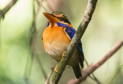 <i class='fa fa-user'></i>&nbsp;charlysax&nbsp;|   Maleise Bosijsvogel&nbsp; <i class='fa fa-eye'>&nbsp;189</i> &nbsp; <i class='fa fa-comment-o'>&nbsp;2</i>