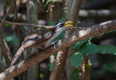 <i class='fa fa-user'></i>&nbsp;charlysax&nbsp;|   Witbrauwkruiplijster&nbsp; <i class='fa fa-eye'>&nbsp;164</i> &nbsp;<i class='fa fa-thumbs-up'>&nbsp;1</i> &nbsp; <i class='fa fa-comment-o'>&nbsp;1</i>