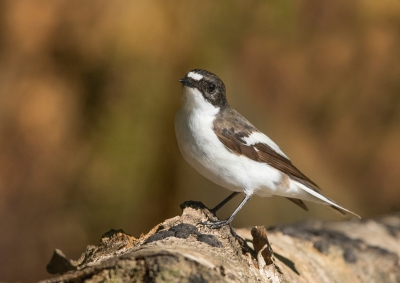 De bonte vliegenvanger is een prachtig vogeltje die je helaas niet al te veel voor de lens krijgt. Het felle wit is lastig onder controle te krijgen als de zon door komt. Een paar jaar geleden kon ik de bonte vliegenvanger ook fotograferen maar toen was de foto helaas iets overbelicht. Door nu flink te onderbelichten kon ik dit resultaat behalen. De achtergrond is een fraai gekleurde boomstronk.