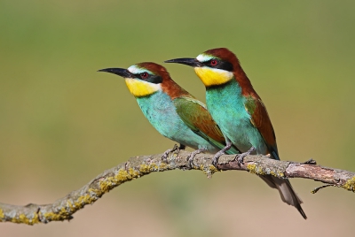 <i class='fa fa-user'></i>&nbsp;thijsglastra&nbsp;|   Bijeneter&nbsp; <i class='fa fa-eye'>&nbsp;368</i> &nbsp;<i class='fa fa-thumbs-up'>&nbsp;9</i> &nbsp; <i class='fa fa-comment-o'>&nbsp;11</i>