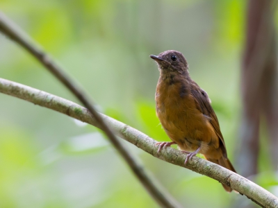 <i class='fa fa-user'></i>&nbsp;Paul van Giersbergen&nbsp;|   Frasers Kortpootlijster&nbsp; <i class='fa fa-eye'>&nbsp;235</i> &nbsp; <i class='fa fa-comment-o'>&nbsp;0</i>