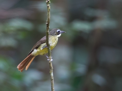 <i class='fa fa-user'></i>&nbsp;Paul van Giersbergen&nbsp;|   Roodstaartblada&nbsp; <i class='fa fa-eye'>&nbsp;242</i> &nbsp; <i class='fa fa-comment-o'>&nbsp;1</i>