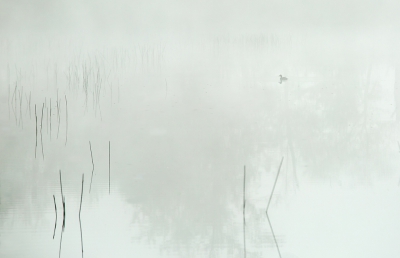 <i class='fa fa-user'></i>&nbsp;nelappelmelk&nbsp;|   Dodaars&nbsp; <i class='fa fa-eye'>&nbsp;446</i> &nbsp;<i class='fa fa-thumbs-up'>&nbsp;13</i> &nbsp; <i class='fa fa-comment-o'>&nbsp;12</i>